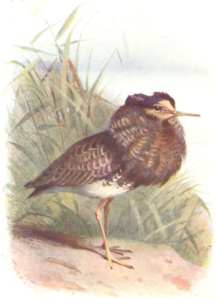 BIRDS. Ruff  1901 old antique vintage print picture